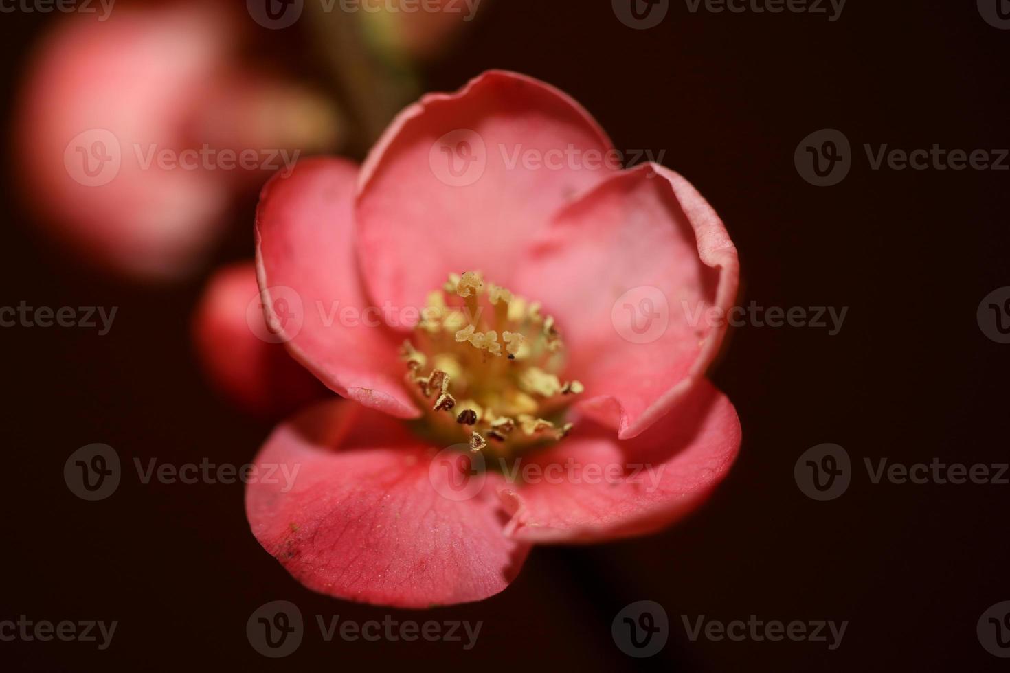 rote blume blüte nahaufnahme chaenomeles speciosa familie rosaceae hintergrund moderne hohe qualität große größen metallbilder foto