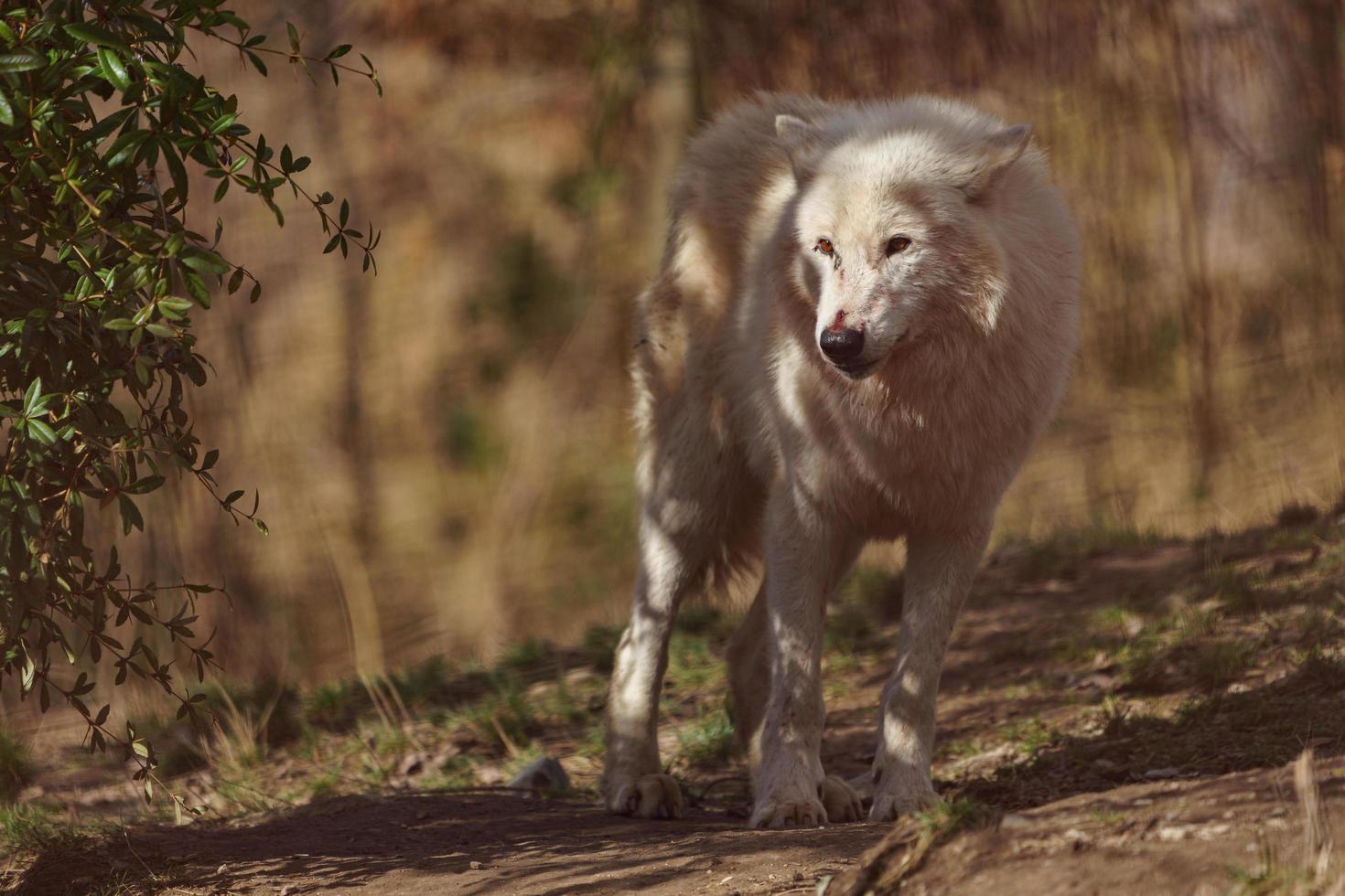 Polarwolf im Sonnenschein foto