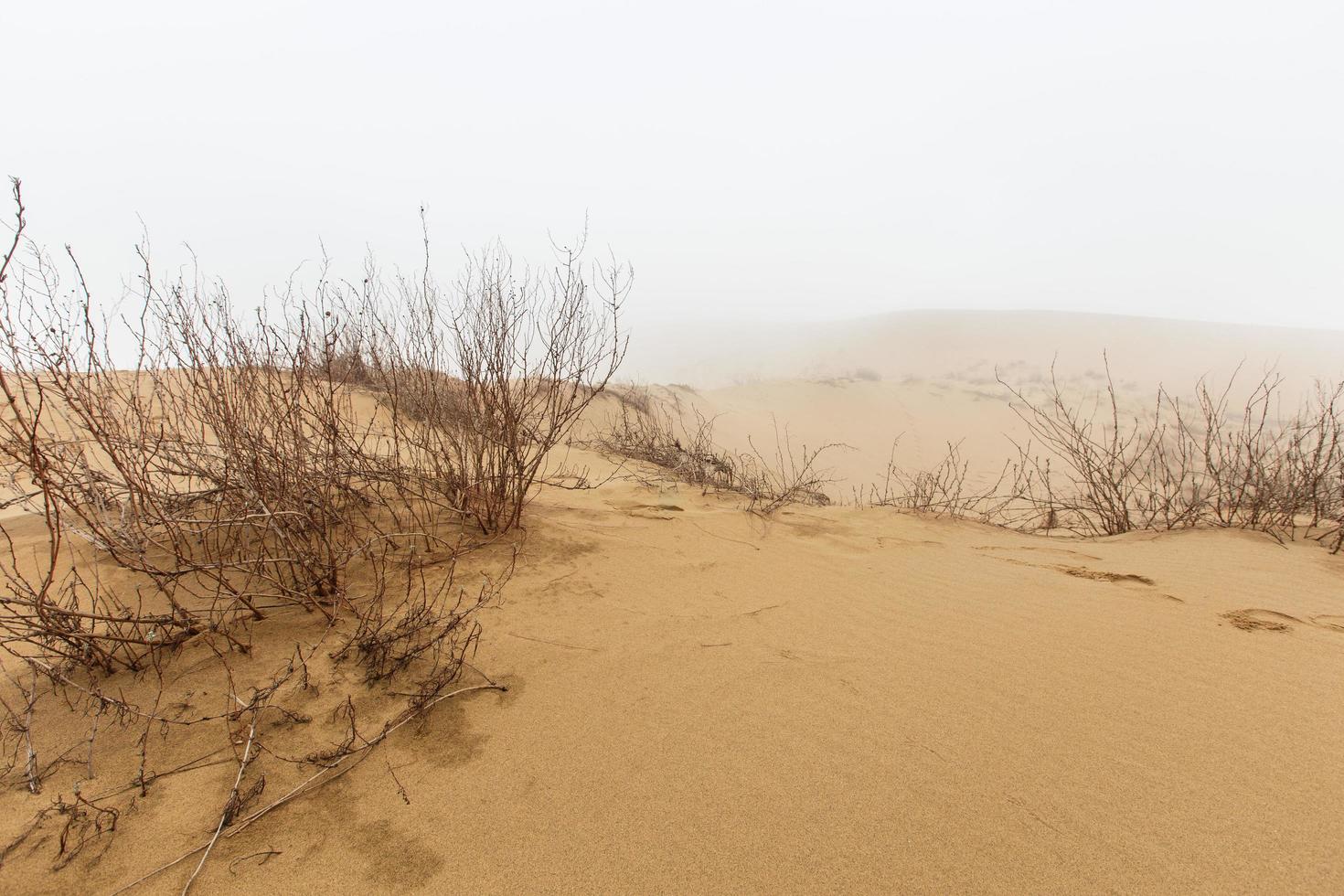 barchan sarykum. dagestan, russland. Sandberg im Kaukasus. Düne. foto