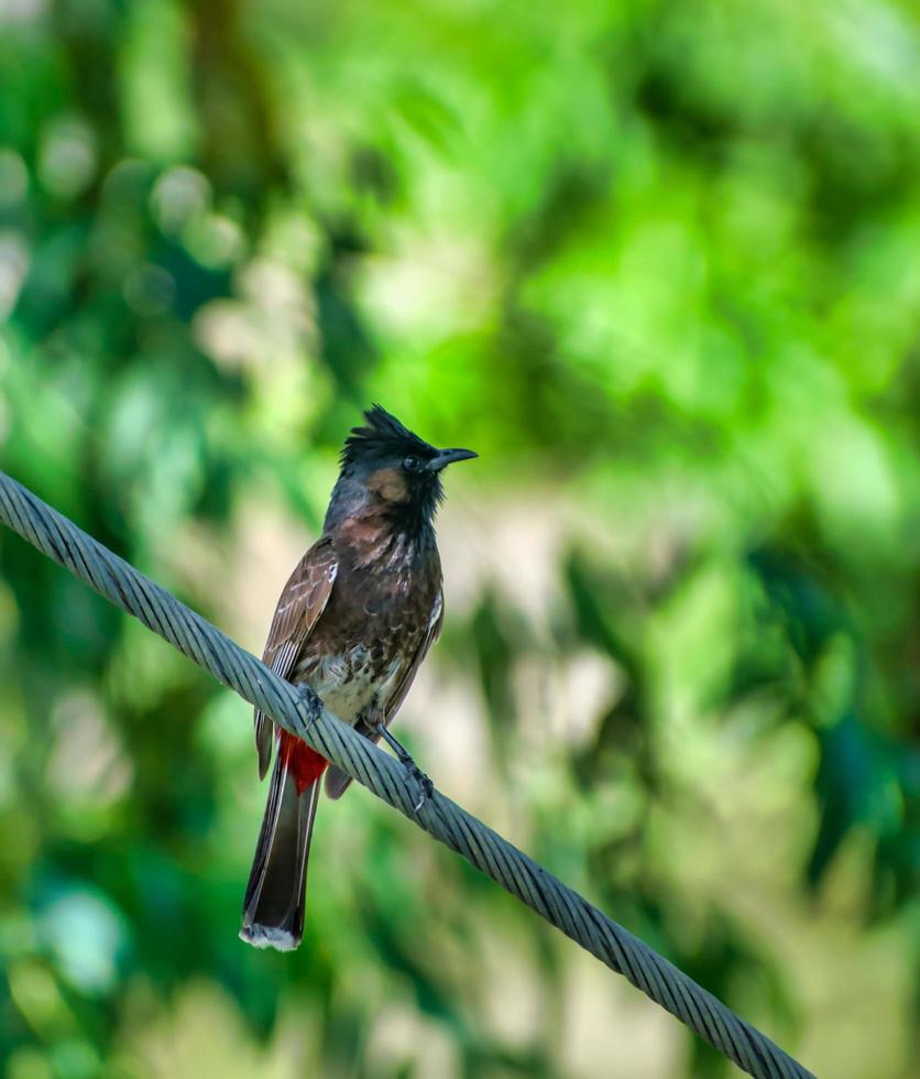 Der rote gelüftete Bulbul ist ein Mitglied der Bulbul-Familie der Sperlingsvögel foto