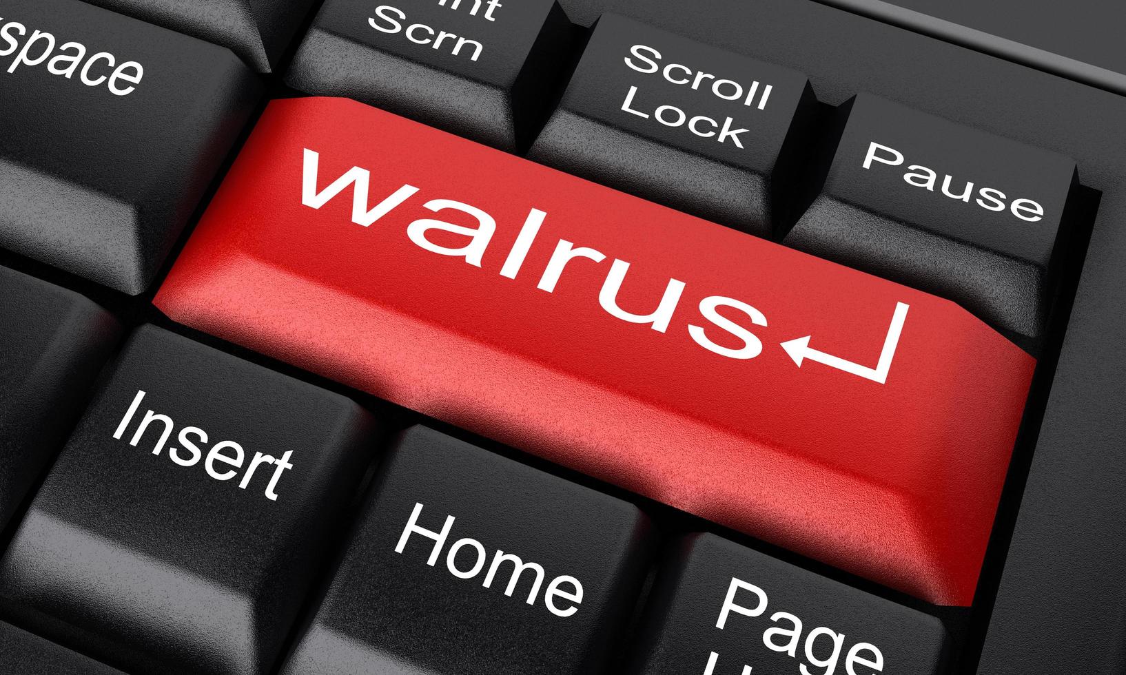 Walross-Wort auf rotem Tastaturknopf foto