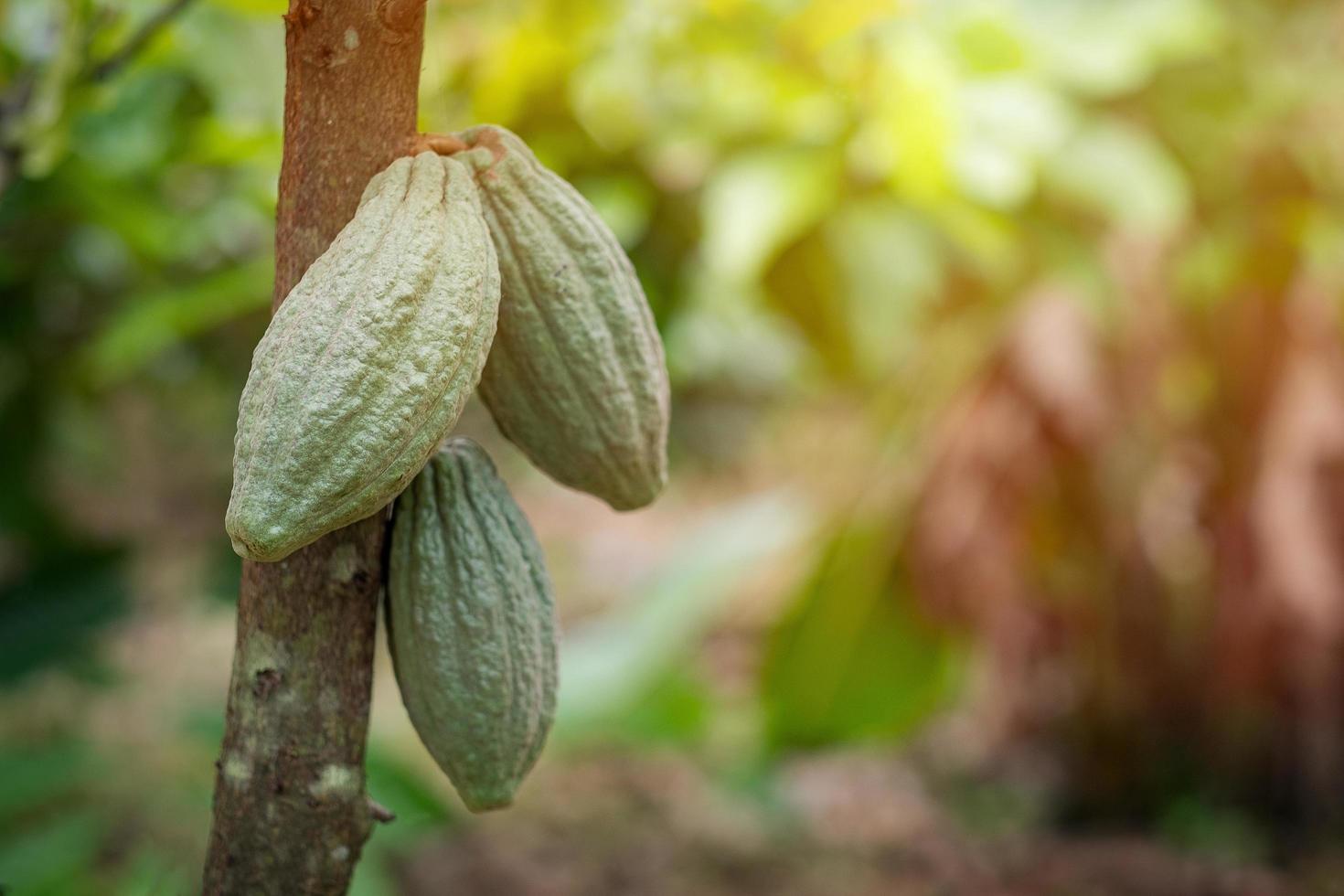 Kakaofrucht auf einem Kakaobaum in einer tropischen Regenwaldfarm. foto