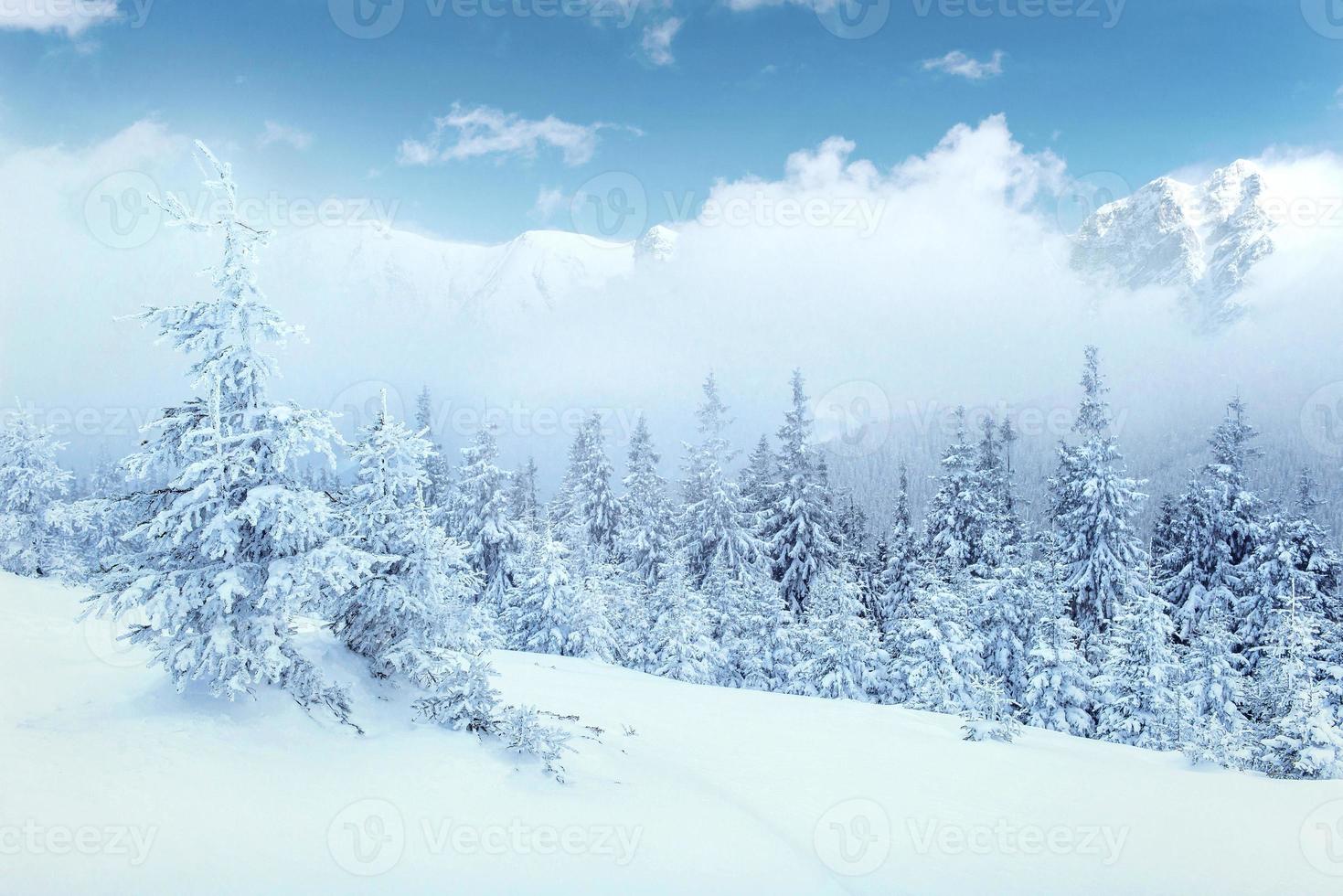 mysteriöse winterlandschaft majestätische berge im winter. schöner dichter Nebel. magischer winterschneebedeckter baum. Fotokarten. Lichteffekt Bokeh, weicher Filter. Karpaten. Ukraine. foto