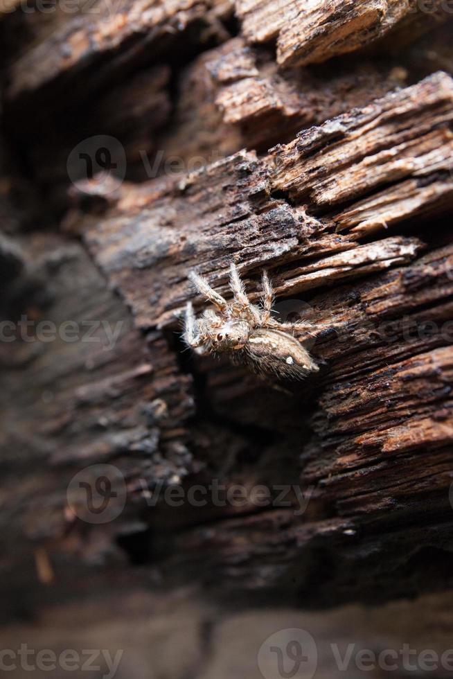 Spinne thront auf alten Holzbohlen foto