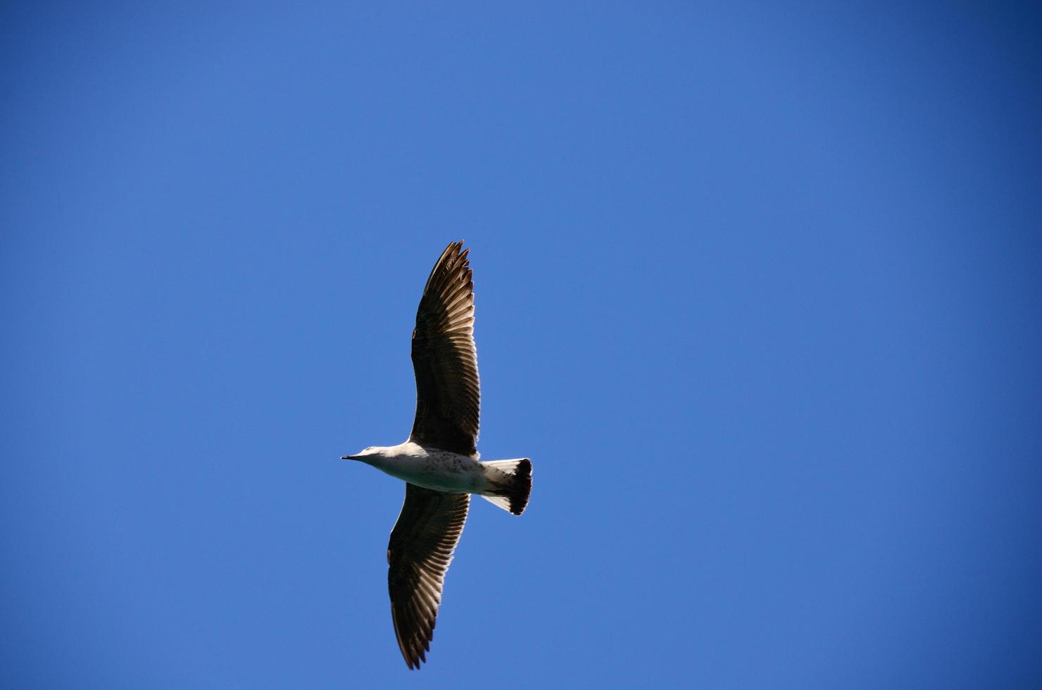 fliegende Möwe und blauer Himmel foto