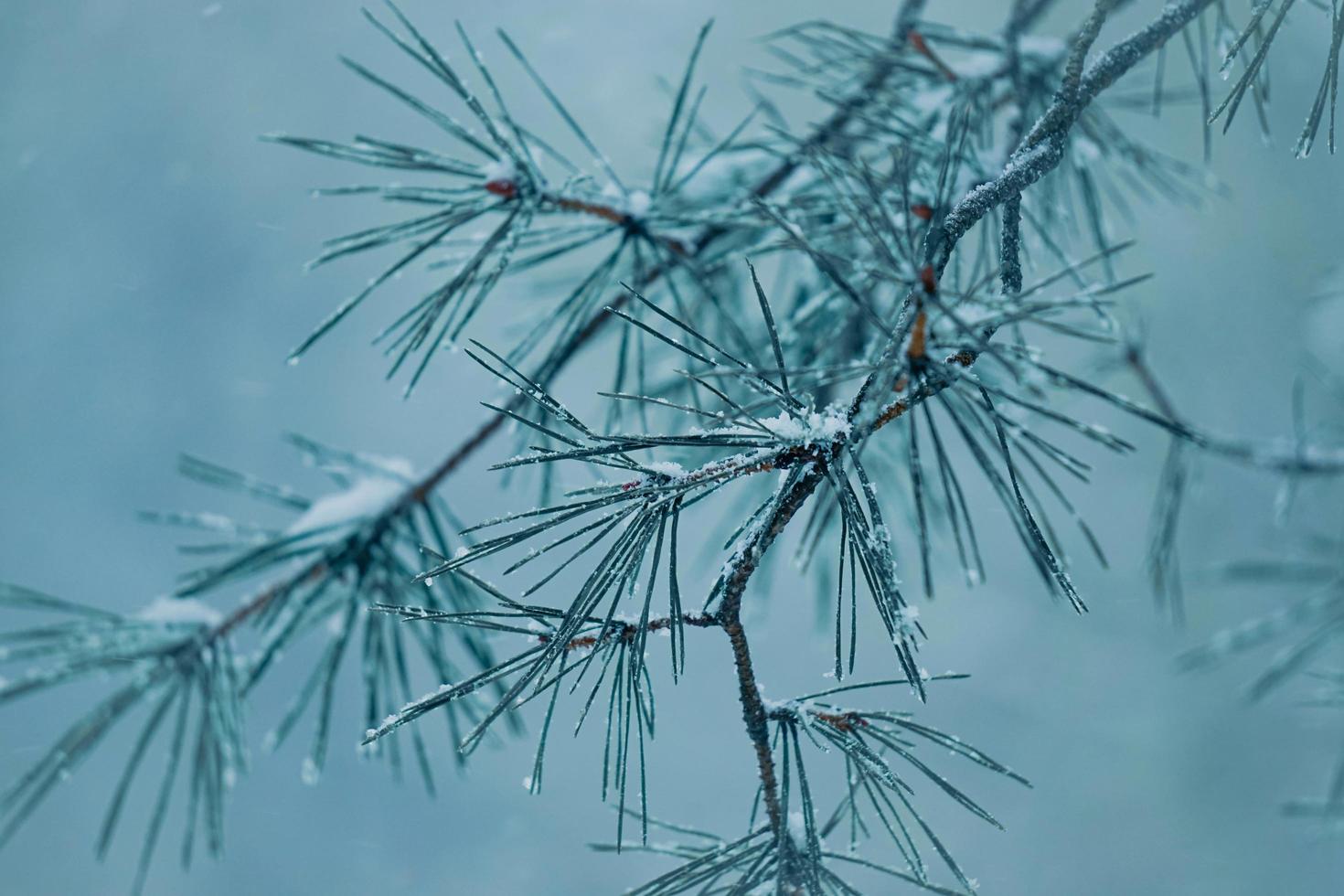 Schnee auf den Kiefernblättern in der Wintersaison foto