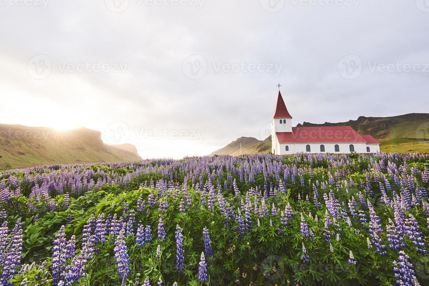 lutherische kirche in vik. die malerischen Landschaften von Wäldern und Bergen. wilde blaue lupine, die im sommer blüht. Orangefarbener Sonnenuntergang in Island foto