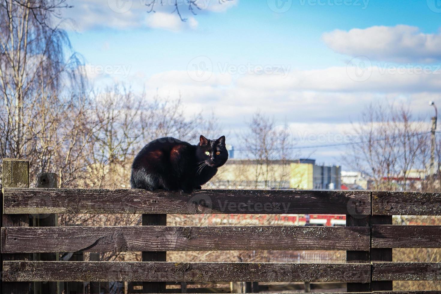 Schwarze Katze, die auf Holzplankenzaun in der Stadt mit blauem Himmelshintergrund und weißen Wolken sitzt foto