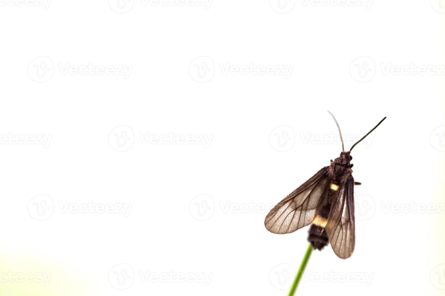 schwarzer Schmetterling thront auf Blatt foto