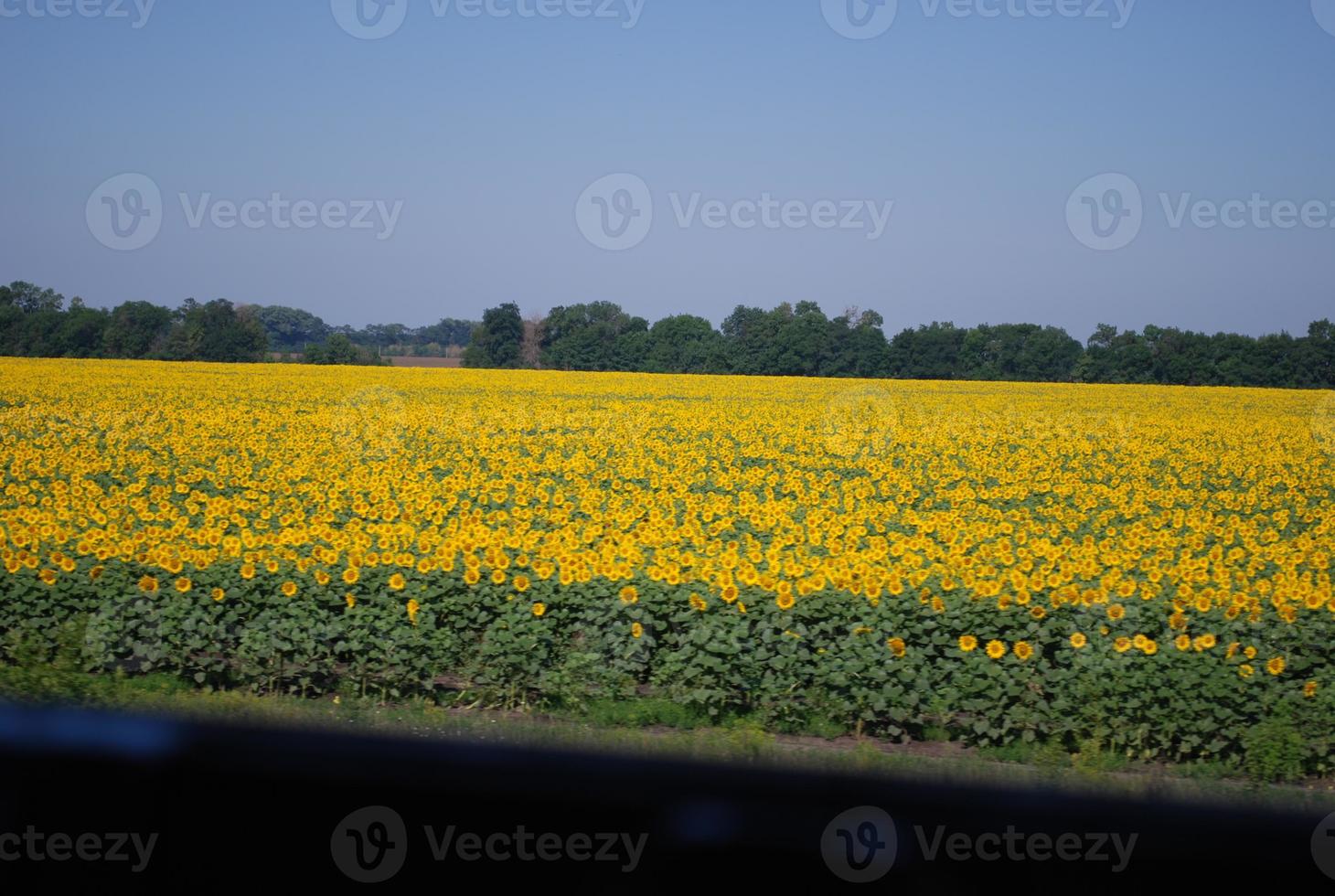 ukrainisches sonnenblumenfeld blick vom zug foto