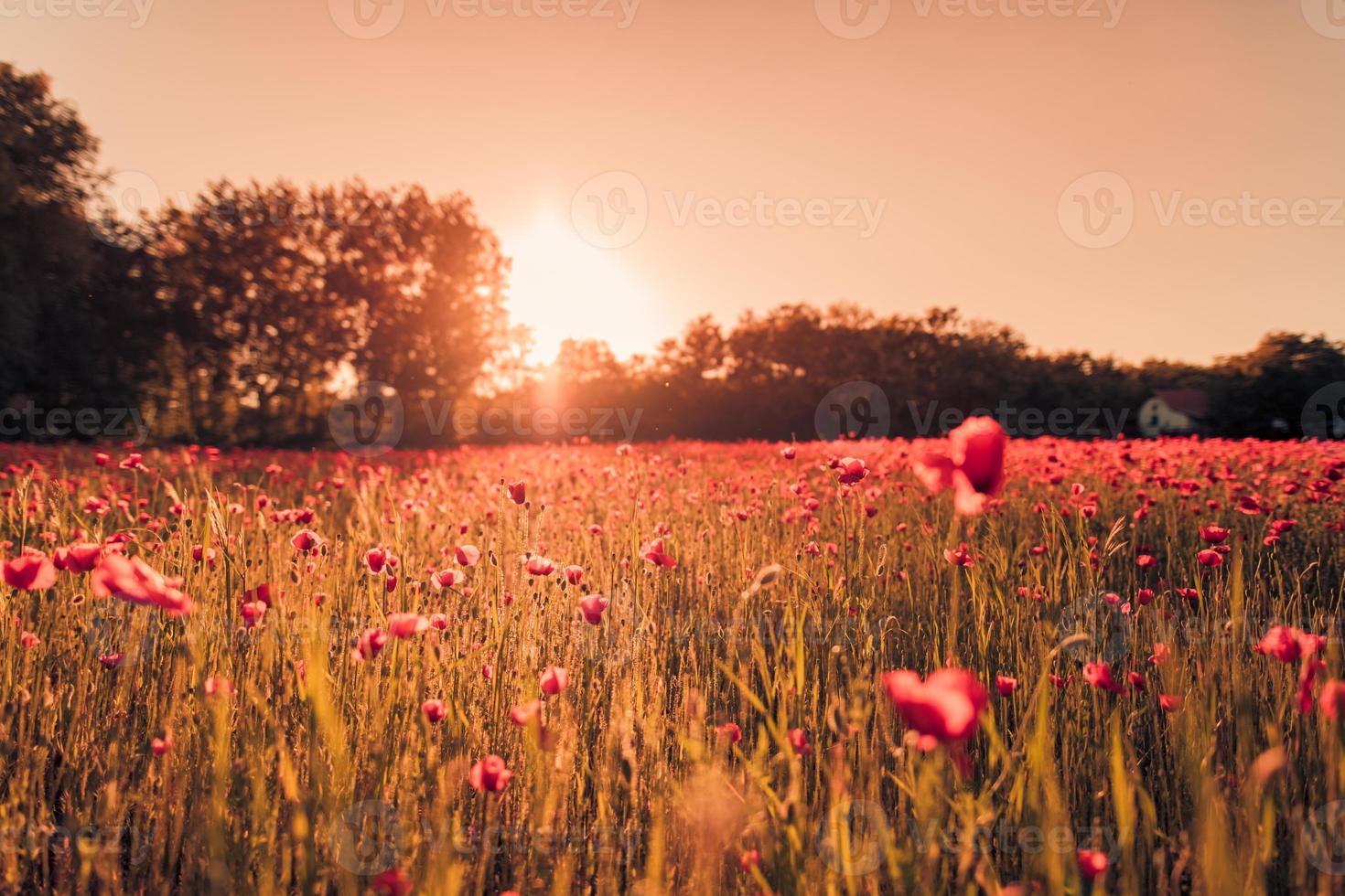 atemberaubende mohnfeldlandschaft unter sommersonnenlicht und hellem himmel. Idyllische Natur szenisch, bunt blühender natürlicher Blumenhintergrund foto