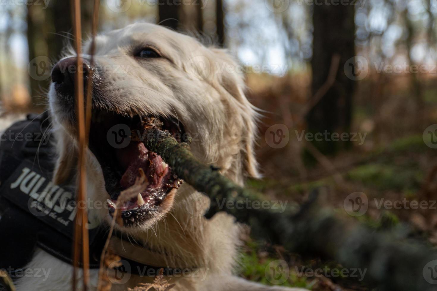 Golden Retriever mit weit geöffnetem Mund mit Ast im Mund foto