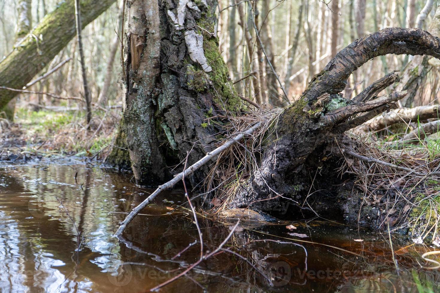 umgestürzte Baumwurzeln mit schlammigem Wasser foto