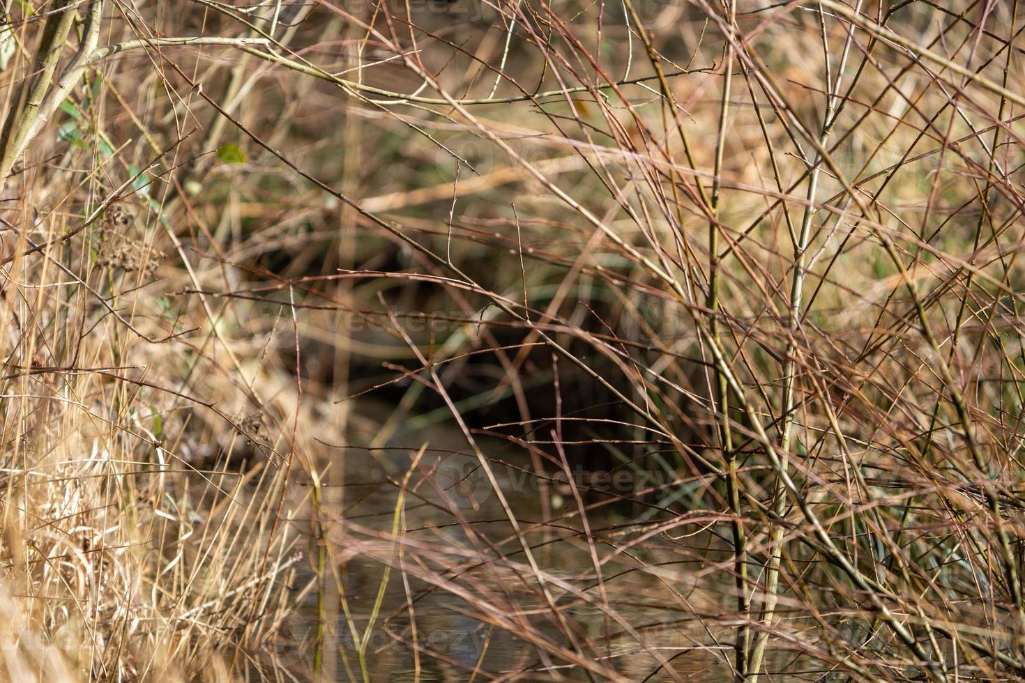 Wald Fluss Unkraut foto