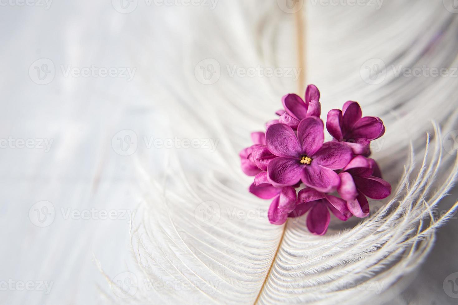 lila violette Blüten auf einer weißen Straußenfeder. eine lila Glücksblume mit fünf Blütenblättern inmitten der vierzackigen Blüten aus leuchtend rosa Flieder. der Zauber von Fliederblüten mit fünf Blütenblättern. Attrappe, Lehrmodell, Simulation foto