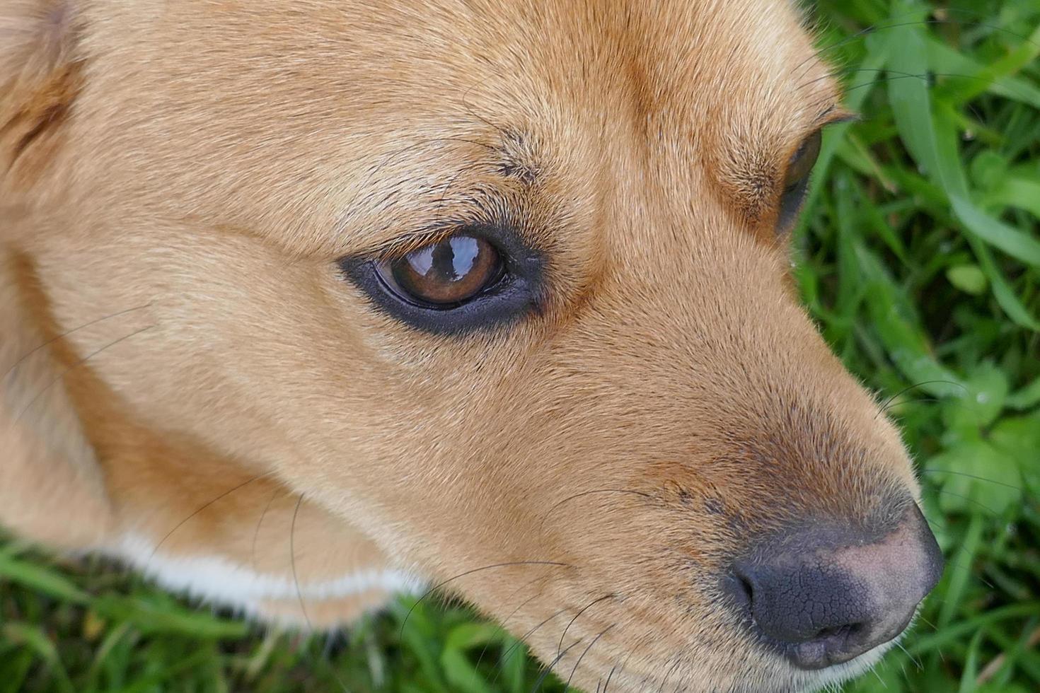 kleiner brauner hund foto