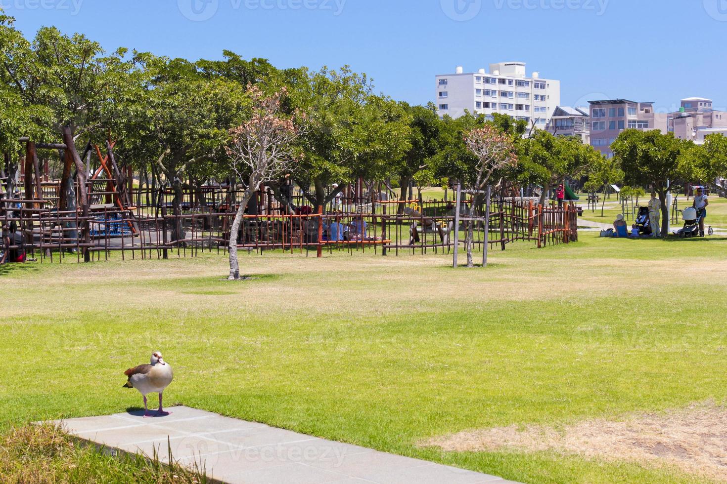 braune enten und spielplatz in kapstadt. grüner punkt park. foto