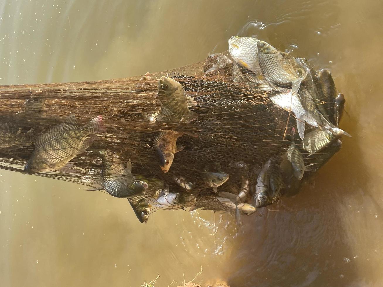 Fische mit einem Netz im Teich fangen foto