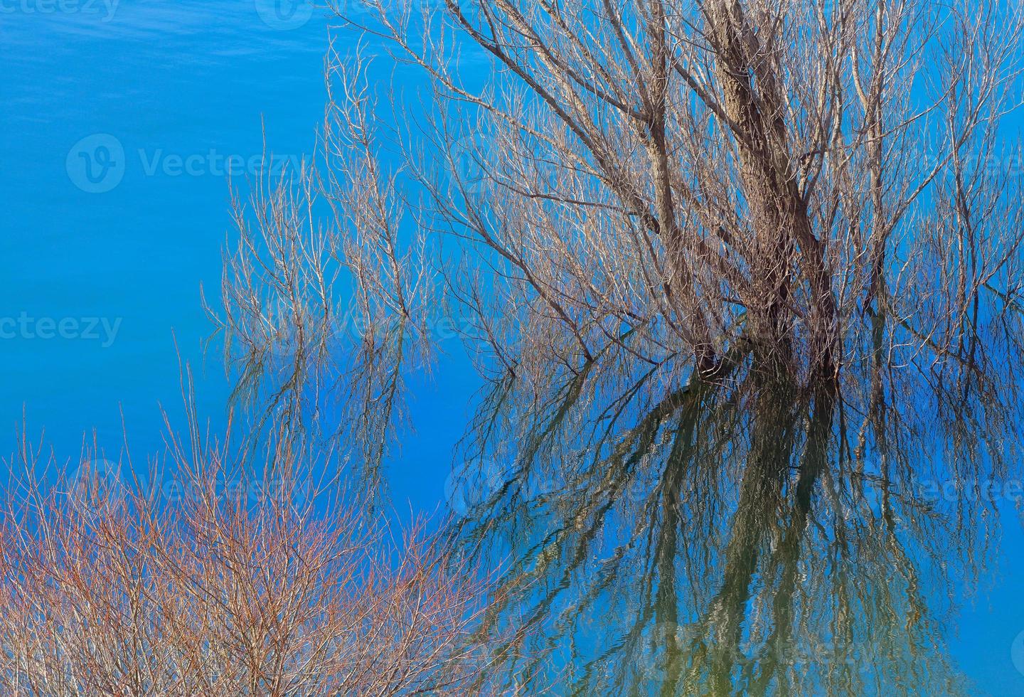 Spiegelungen im Sumpf foto