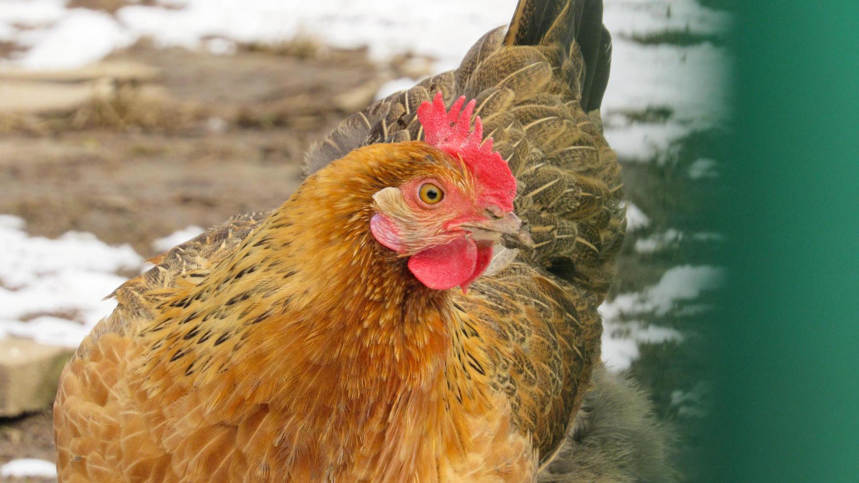 Huhn auf dem Bauernhof. Hühner züchten. Hühnerfarm foto