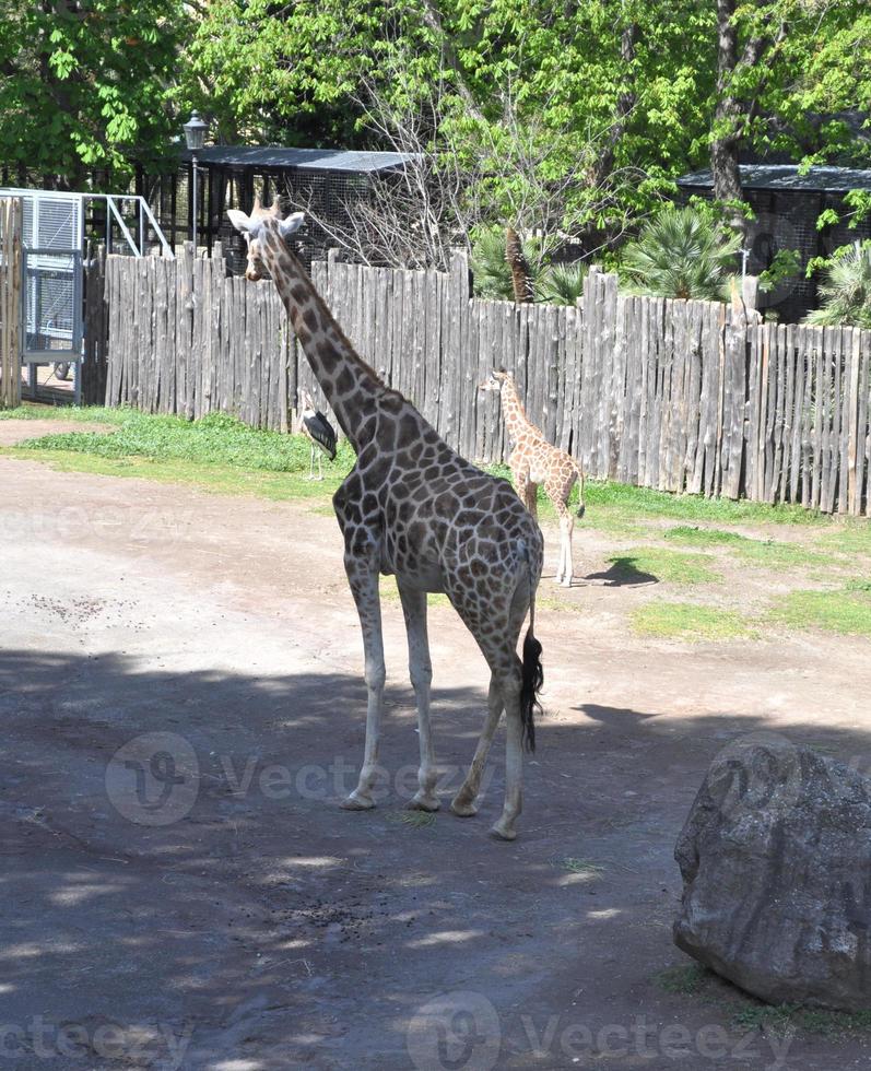 giraffe, giraffa camelopardalis königreich animalia, phylum chordat foto