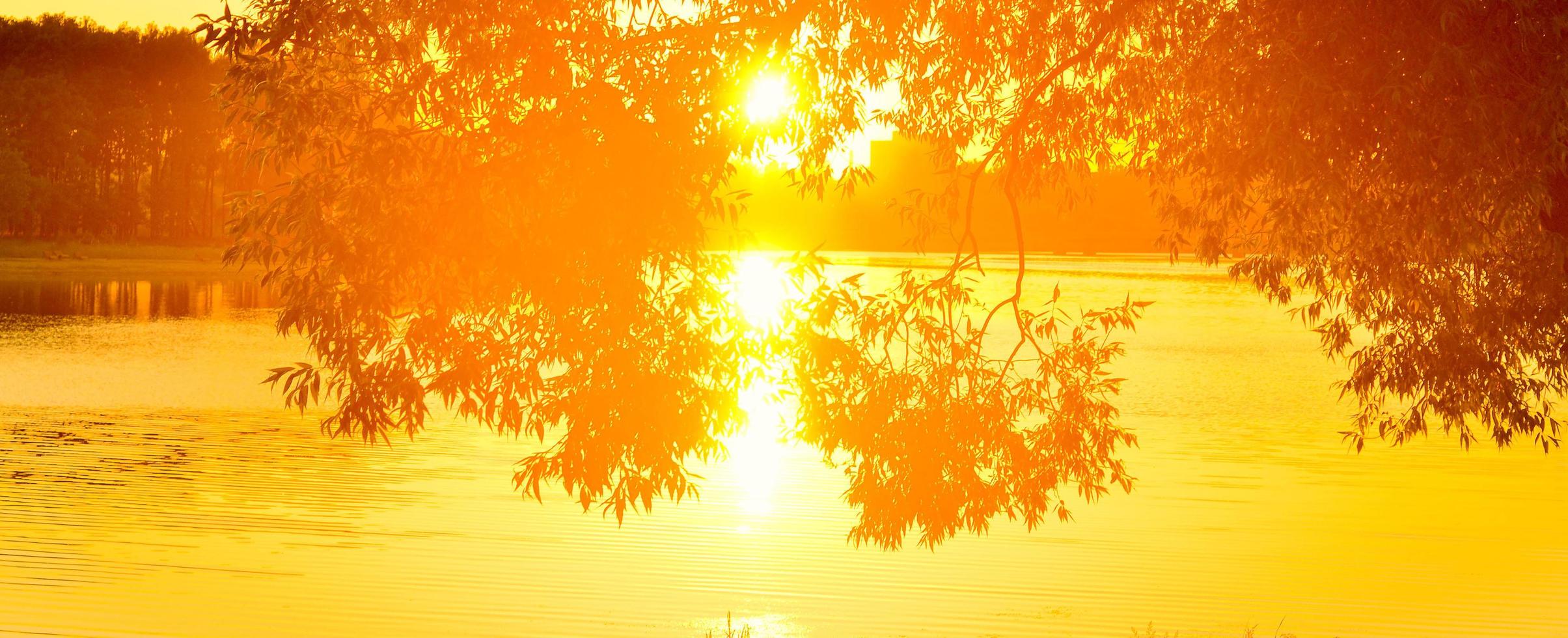 Fluss durch die Blätter eines Baumes bei Sonnenuntergang. Naturbannerkarte. foto