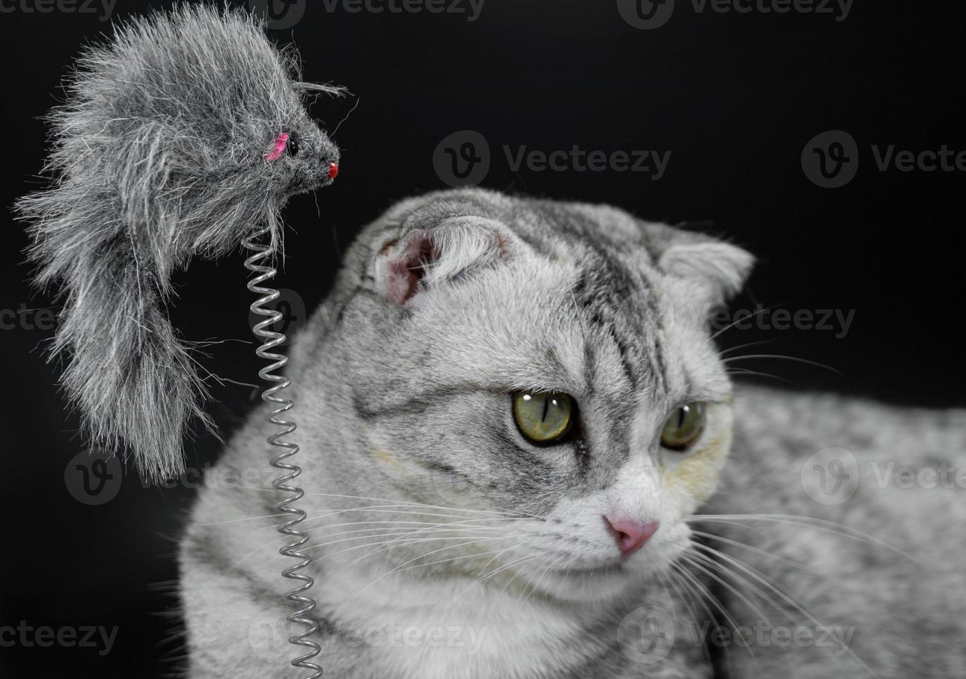 Spielzeug mit süßer Katze auf schwarzem Hintergrund foto