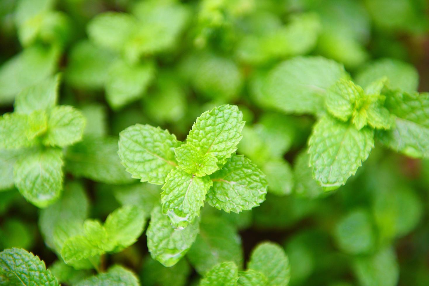 Pfefferminzblatt im Gartenhintergrund - frische Minzblätter in einem naturgrünen Kräuter- oder Gemüseessen foto