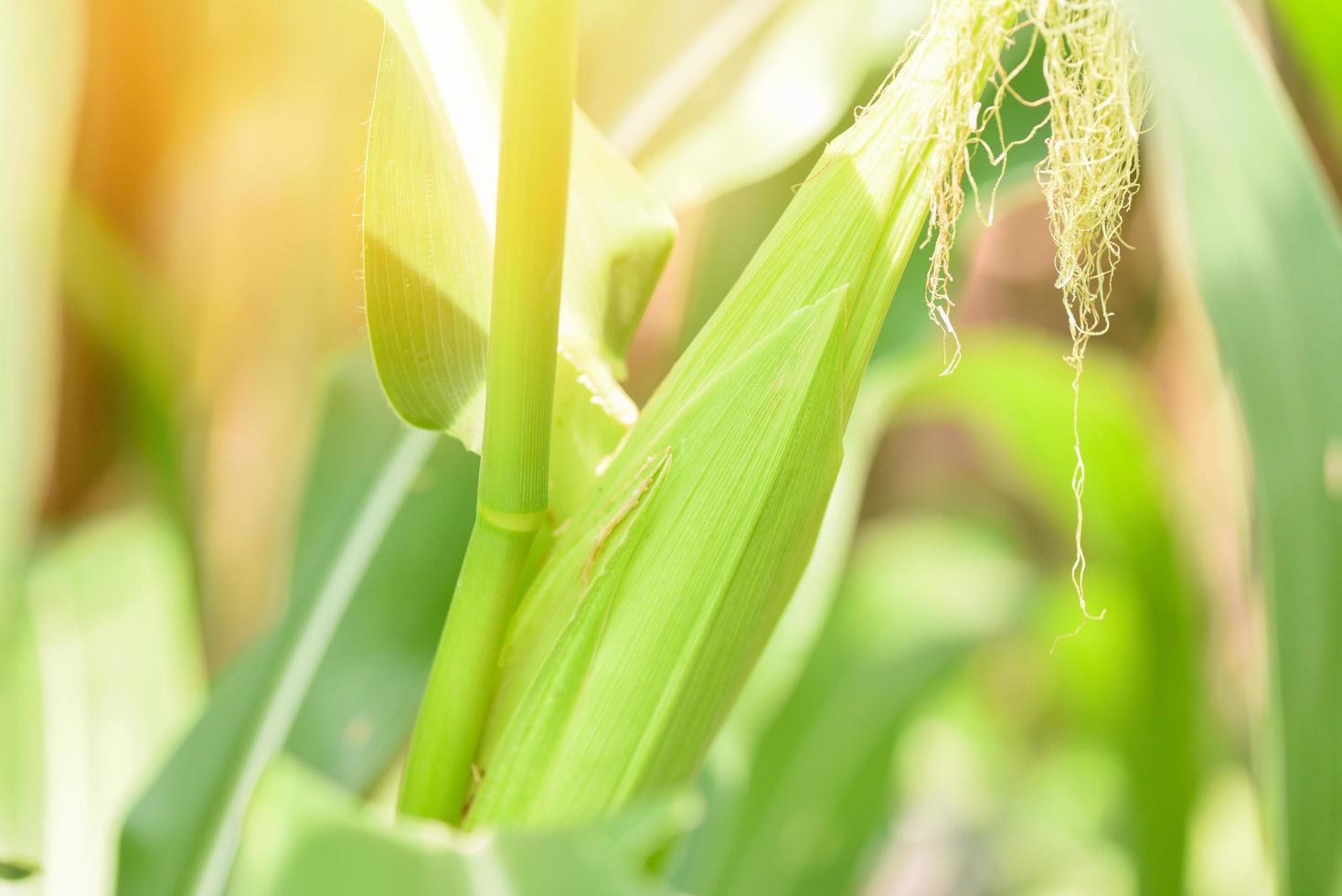 Junger Mais auf Pflanzenbaum im Maisfeld - Kornähre foto