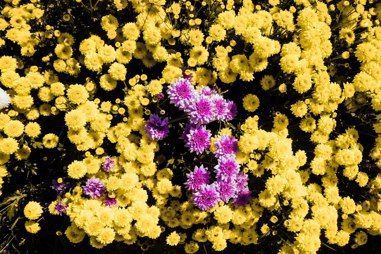 Nahaufnahme Blumenhintergründe, die die schönen Details hervorheben Natur Chrysantheme Blumenhintergrund Blumenbilder, die eine Wirkung erzielen, mit Farbblöcken oder Szenen mit kontrastierenden Farben foto