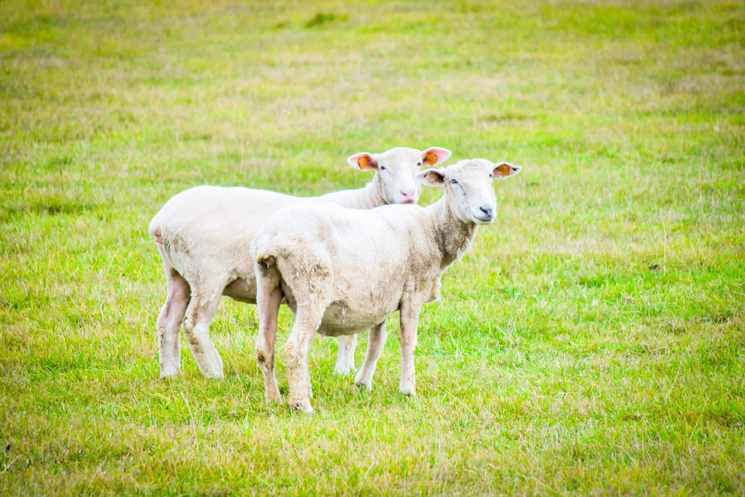 zwei geschorene Schafe foto