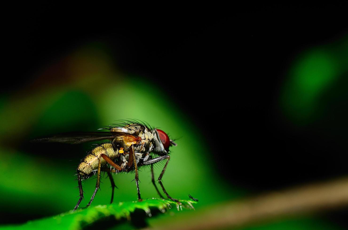 auf Blatt fliegen foto