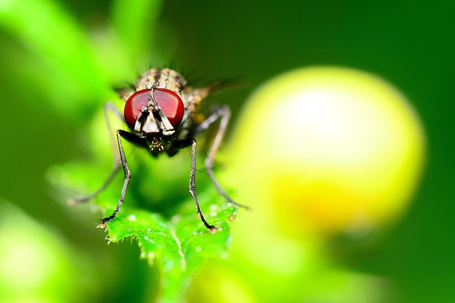 Makroansicht fliegen foto