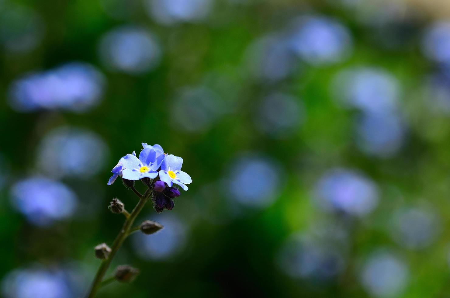 Vergiss mich nicht im Garten foto