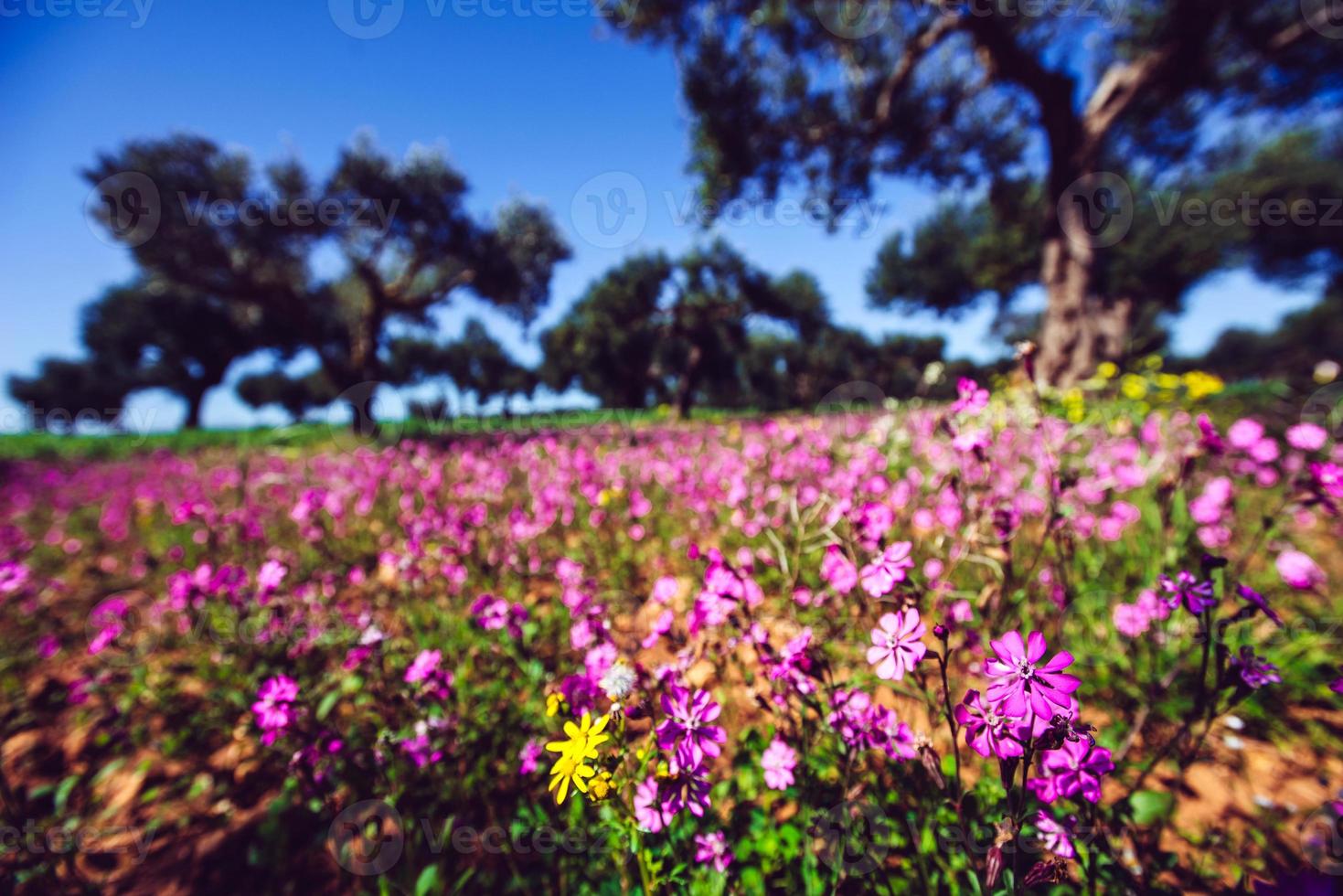 fantastische Aussicht auf den Garten mit blauem Himmel. mediterranes Klima foto