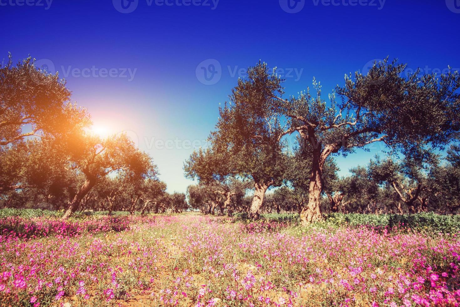 fantastische Aussicht auf den Garten mit blauem Himmel. mediterranes Klima foto