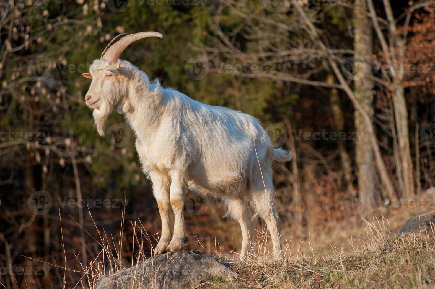 Tiere in Freiheit, Weiden foto