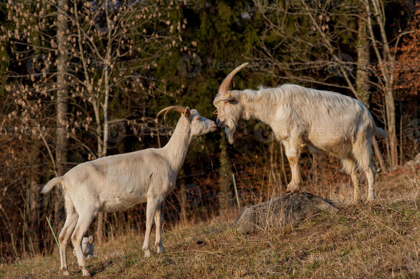 Tiere in Freiheit, Weiden foto