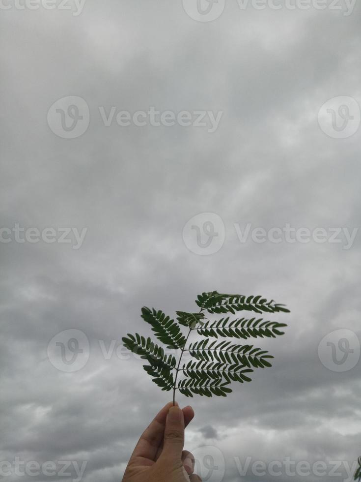 Hand hält ein Blatt foto