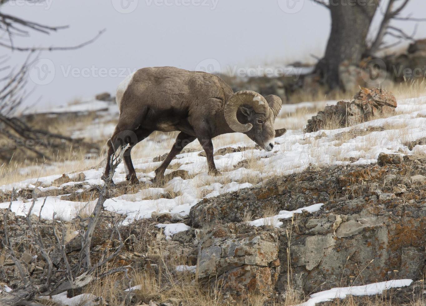 Yellowstone Park Wyoming Winterschnee Big Horn Schafe foto