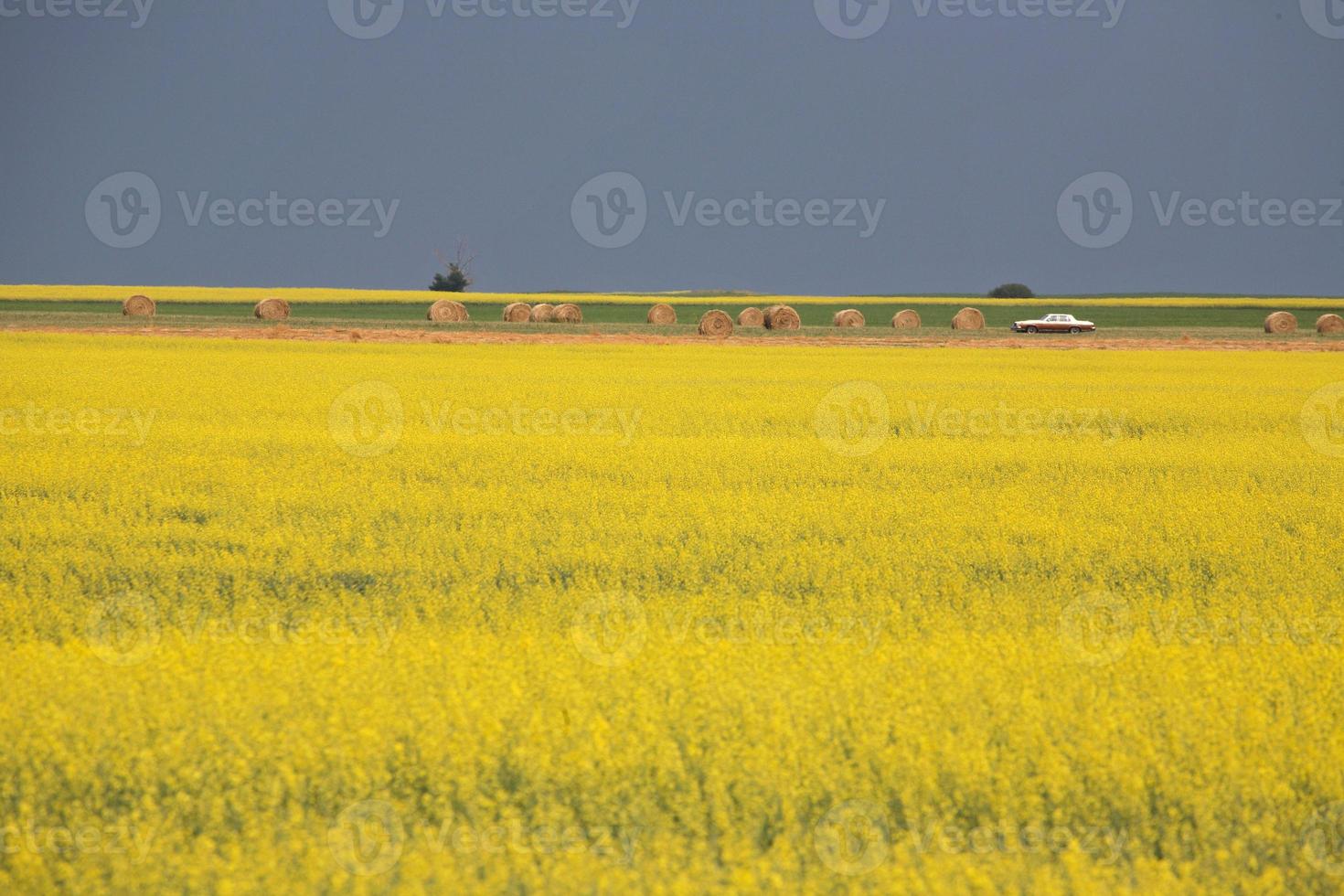 Rapsernte in voller Blüte im malerischen Saskatchewan foto