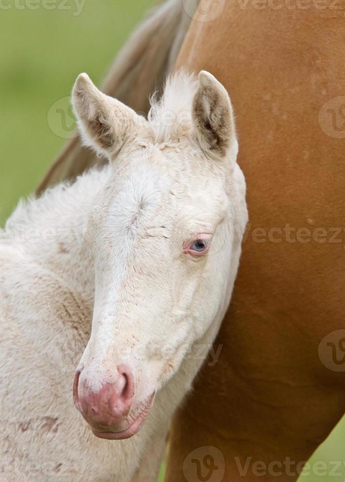 Pferd und Fohlen foto