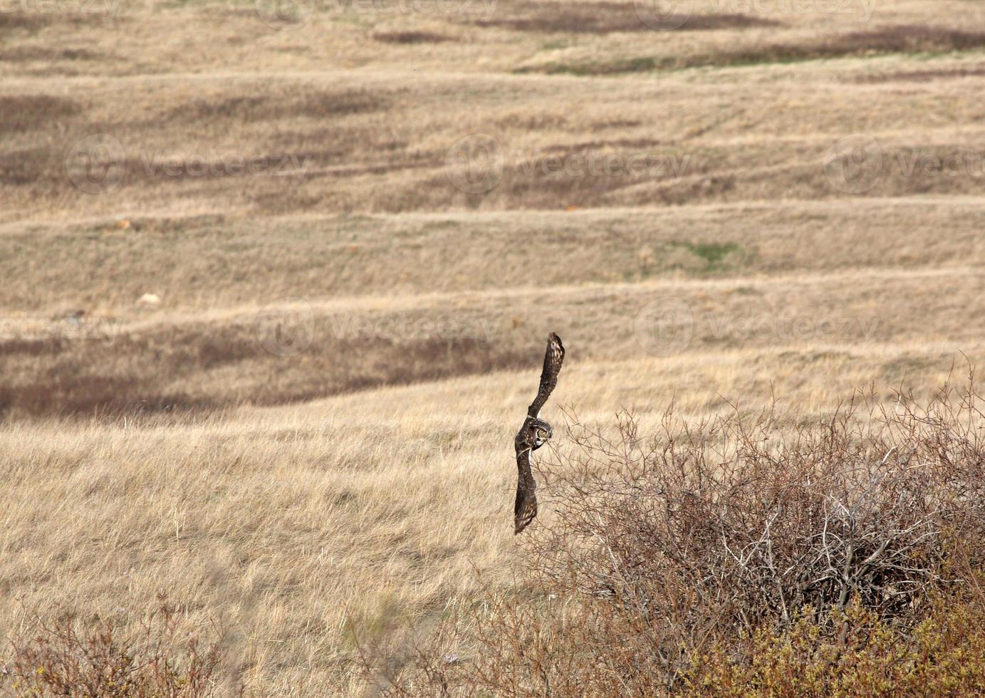 Virginia-Uhu auf der Flucht aus dem Nest in Saskatchewan foto
