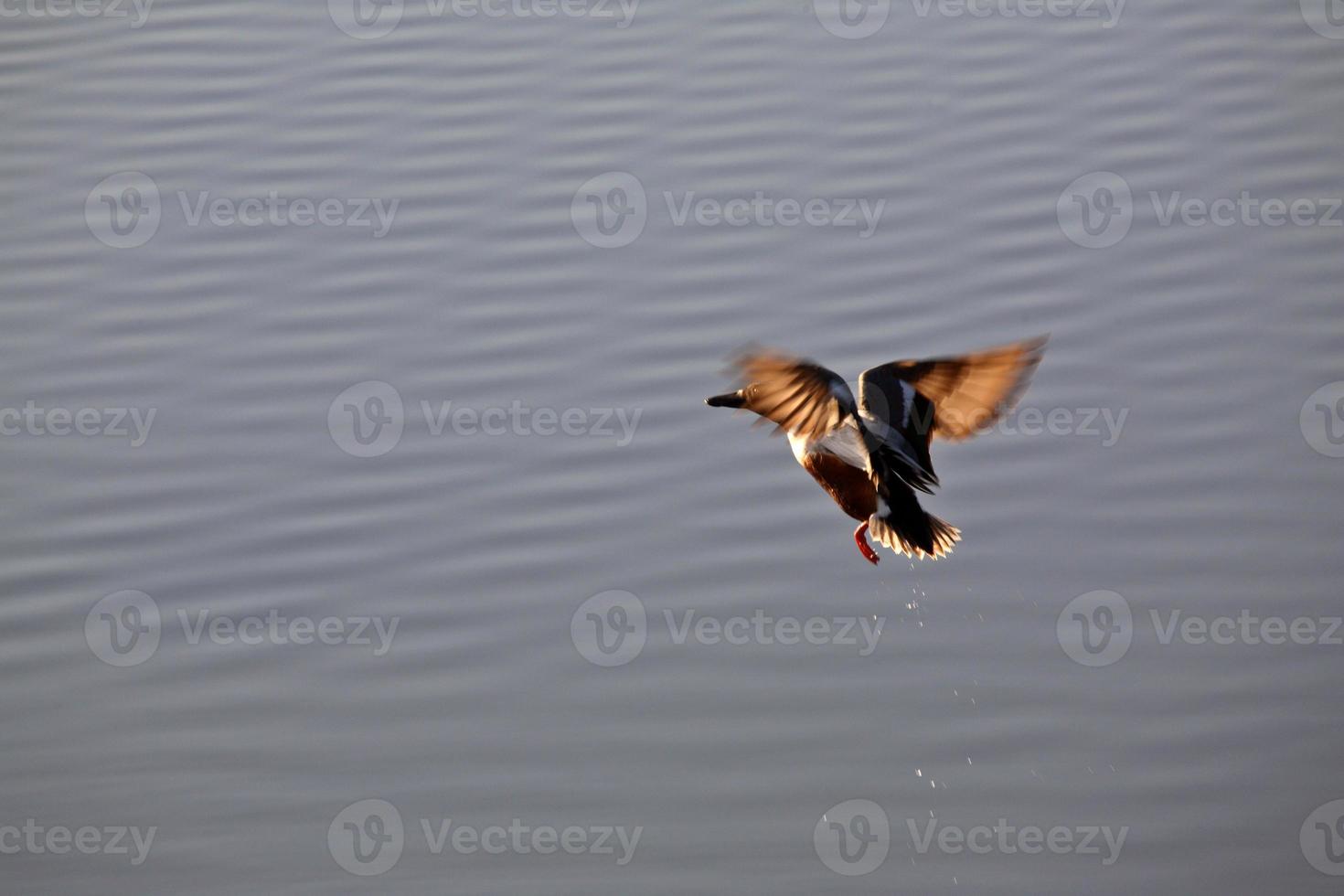 shoveler Drake hebt vom Teich in Saskatchewan ab foto