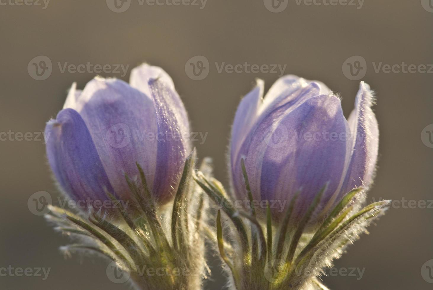 Krokusblüte im Frühling foto