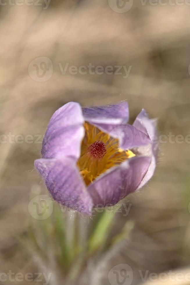 Nahaufnahme eines Prärie-Krokus foto