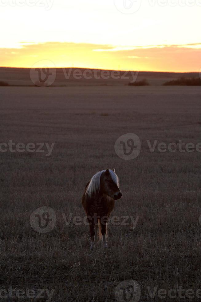 Shetland-Pony auf der Weide während des Sonnenuntergangs in Saskatchewan foto