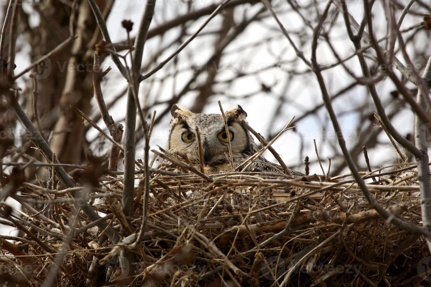 Virginia-Uhu im Nest foto