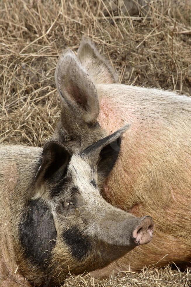 zwei Schweine im Straßengraben foto