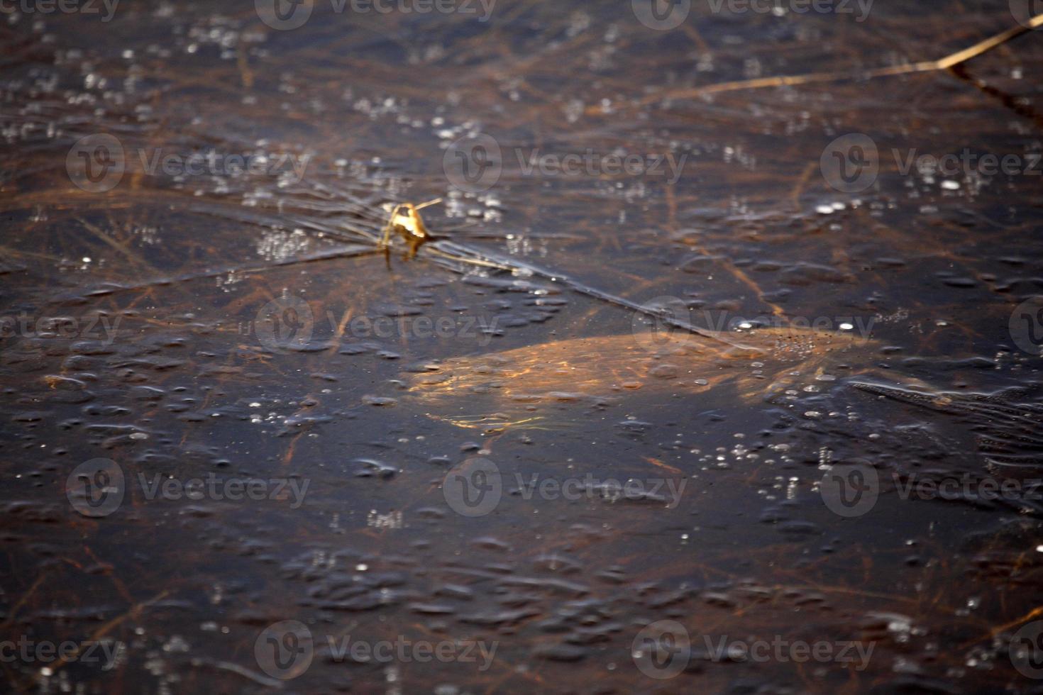 Bisamratte, die unter dünnem Eis schwimmt foto